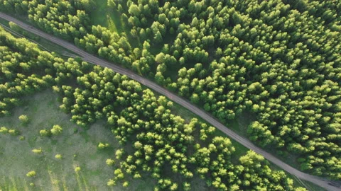 View of the forest Stock Footage 164011208