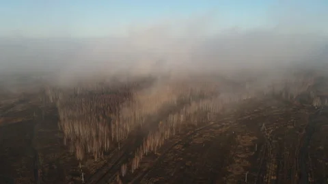 View of the forest Stock Footage 164415842