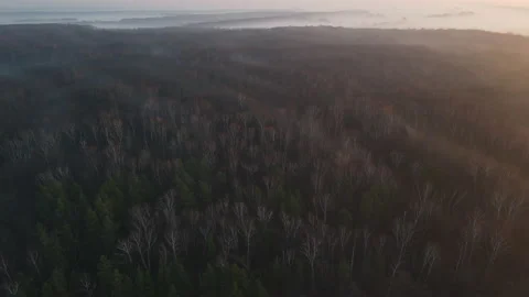 View of the forest Stock Footage 164878350