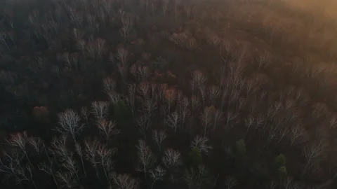 View of the forest Stock Footage 164879466