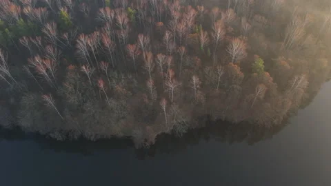 View of the forest Stock Footage 164945921