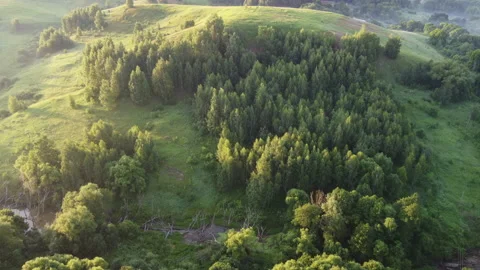 View of the forest Stock Footage 165184915