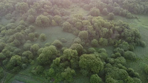View of the forest Stock Footage 165187972