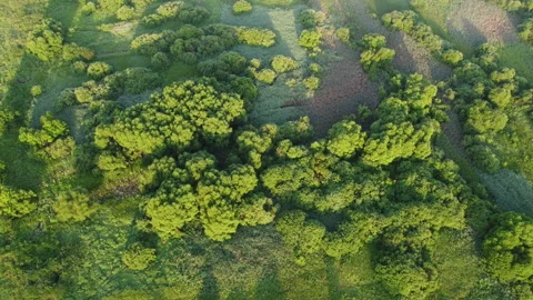 View of the forest Stock Footage 165202148