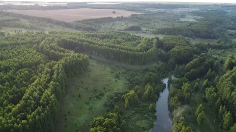View of the forest Stock Footage 165428327