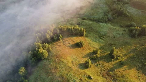 View of the forest Stock Footage 165442800