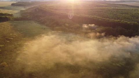 View of the forest Stock Footage 165462915