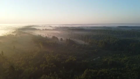 View of the forest Stock Footage 166591928