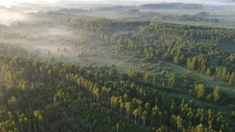 View of the forest Stock Footage 166591943