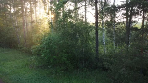 View of the forest Stock Footage 166592177