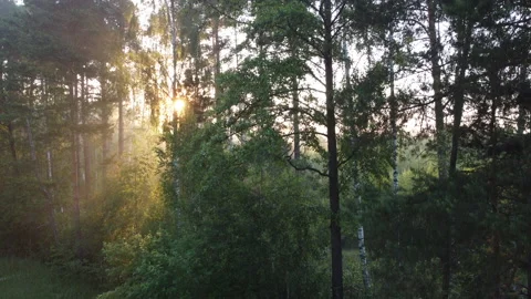 View of the forest Stock Footage 166592201