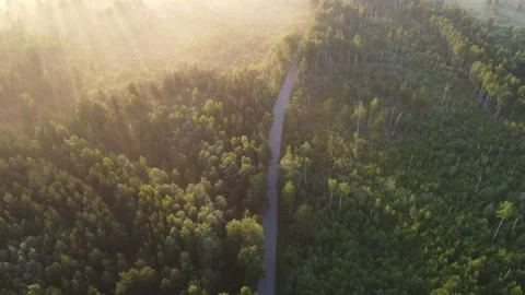 View of the forest Stock Footage 166592233