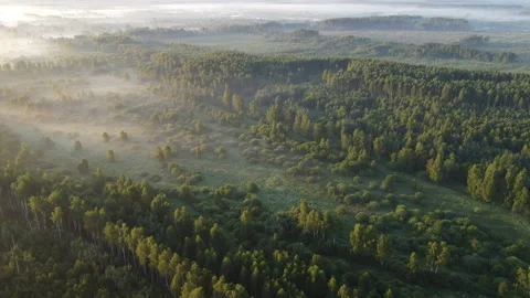 View of the forest Stock Footage 166593044