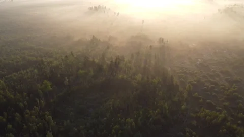View of the forest Stock Footage 166593466