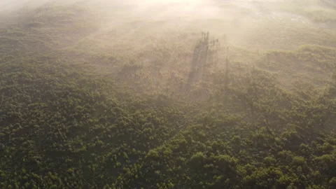 View of the forest Stock Footage 166593847