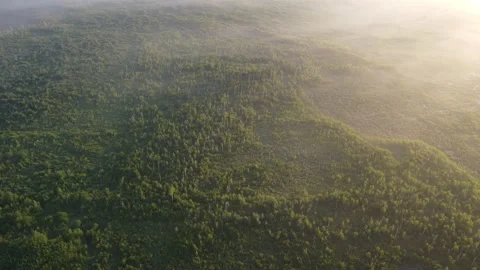 View of the forest Stock Footage 166596285