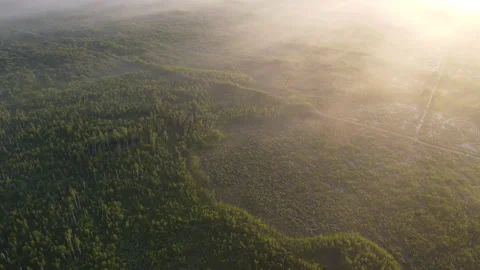 View of the forest Stock Footage 166598990