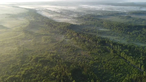 View of the forest Stock Footage 166599996