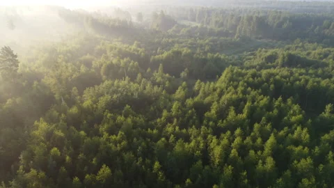 View of the forest Stock Footage 166605205