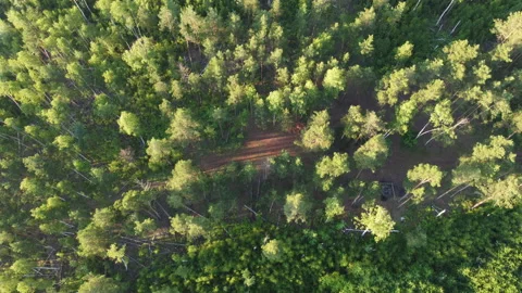 View of the forest Stock Footage 166605240