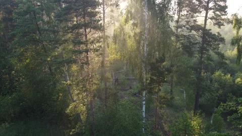 View of the forest Stock Footage 166606738