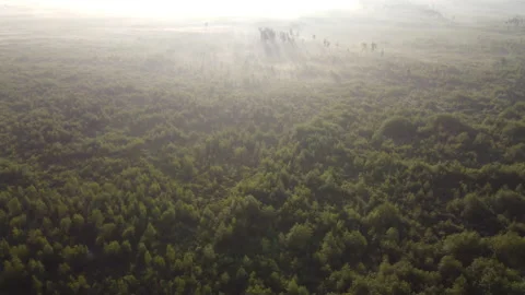 View of the forest Stock Footage 166607153