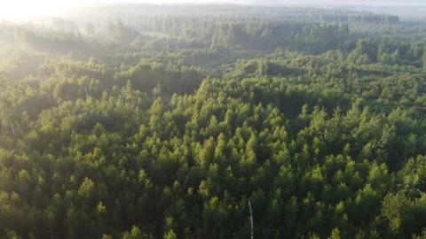View of the forest Stock Footage 166607567