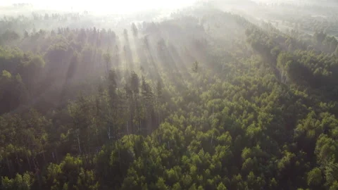 View of the forest Stock Footage 166611843