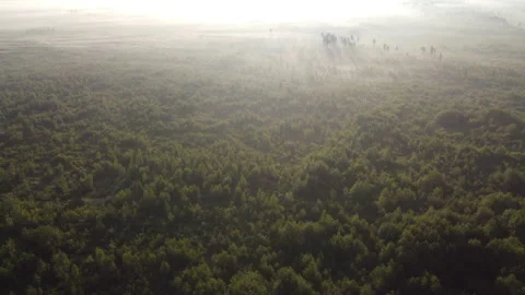 View of the forest Stock Footage 166615061