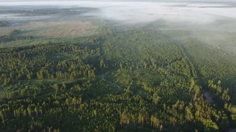 View of the forest Stock Footage 166616262