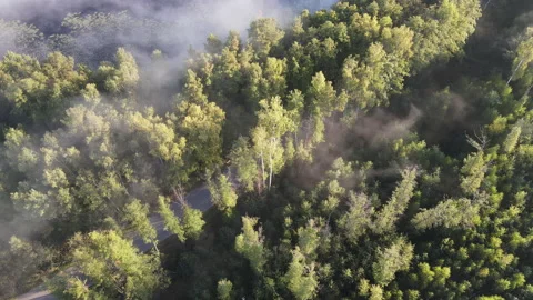 View of the forest Stock Footage 166913173