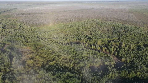 View of the forest Stock Footage 166916931