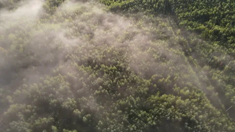 View of the forest Stock Footage 166917127