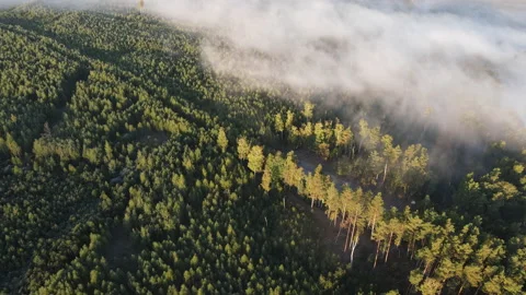 View of the forest Stock Footage 166930504