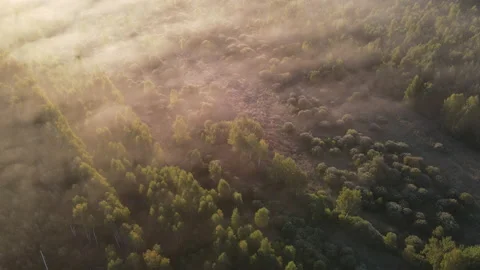 View of the forest Stock Footage 166931597