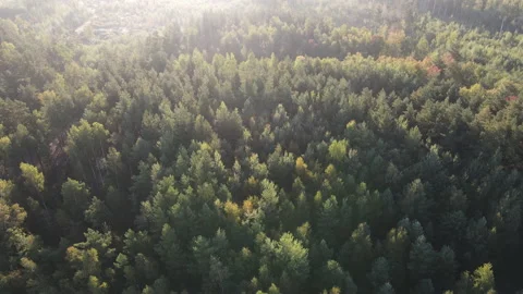 View of the forest Stock Footage 166931901