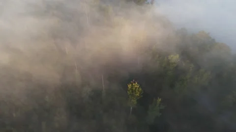 View of the forest Stock Footage 166932264