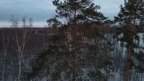 View of the forest Stock Footage 167809628