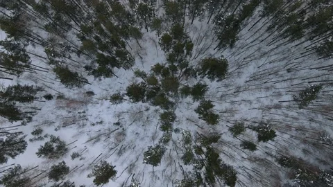View of the forest Stock Footage 167809712