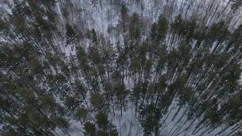 View of the forest Stock Footage 167809819