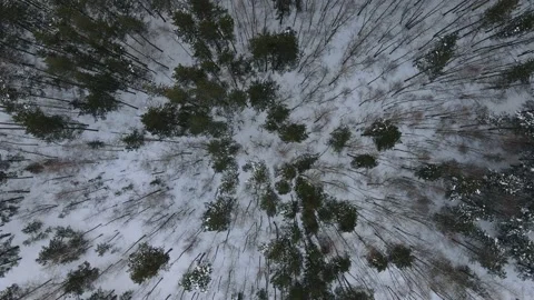 View of the forest Stock Footage 167809820