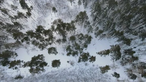 View of the forest Stock Footage 167809858