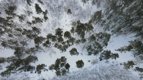 View of the forest Stock Footage 167809881