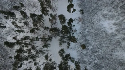 View of the forest Stock Footage 167810028
