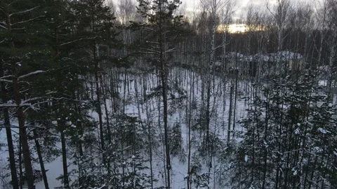 View of the forest Stock Footage 168322941