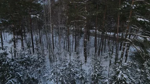 View of the forest Stock Footage 168322979