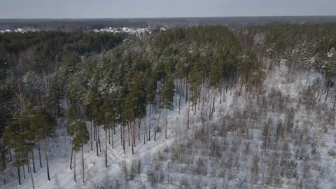 View of the forest Stock Footage 169256440