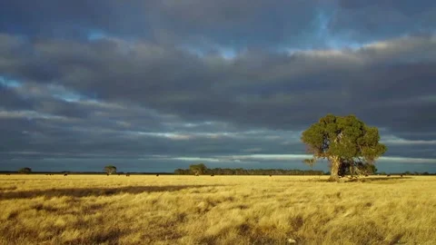 The view of the forest Stock Footage 233942932