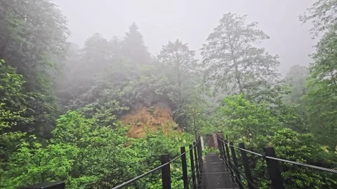 A view a forest with. Video stock 282790686