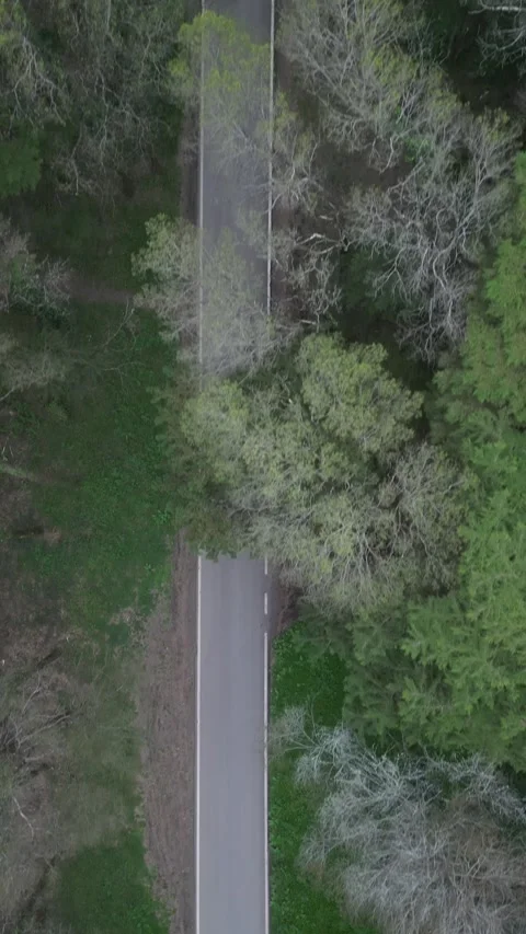 View of a forest Stock Footage 299131666